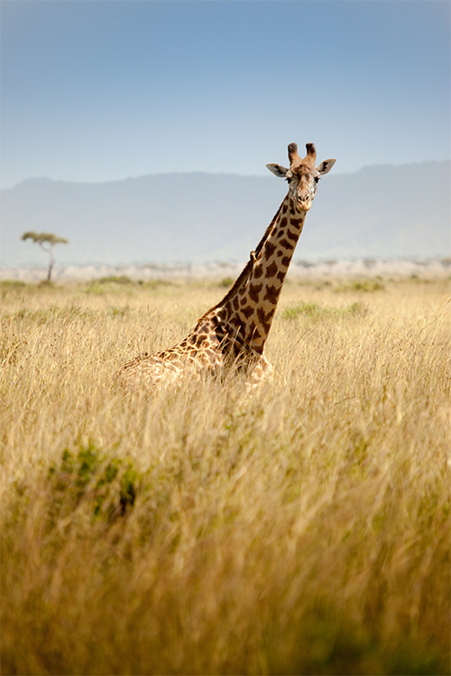 Safari Holidays